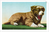 Postcard of St. Bernard Puppy Yawning by Anonymous