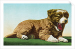 Postcard of St. Bernard Puppy Yawning by Anonymous