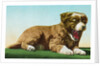 Postcard of St. Bernard Puppy Yawning by Anonymous