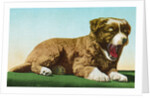 Postcard of St. Bernard Puppy Yawning by Anonymous