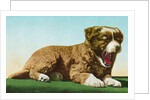 Postcard of St. Bernard Puppy Yawning by Anonymous