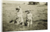 Mr. and Mrs. Tiny at Camp Petawawa Postcard by Anonymous