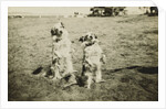 Mr. and Mrs. Tiny at Camp Petawawa Postcard by Anonymous