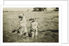 Mr. and Mrs. Tiny at Camp Petawawa Postcard by Anonymous