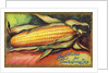 Best Wishes for Thanksgiving Day Postcard by Anonymous