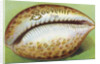 Souvenir From Postcard with Cowrie Seashell by Anonymous