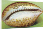 Souvenir From Postcard with Cowrie Seashell by Anonymous