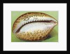 Souvenir From Postcard with Cowrie Seashell by Anonymous