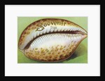 Souvenir From Postcard with Cowrie Seashell by Anonymous
