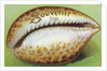 Souvenir From Postcard with Cowrie Seashell by Anonymous