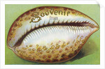 Souvenir From Postcard with Cowrie Seashell by Anonymous