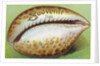 Souvenir From Postcard with Cowrie Seashell by Anonymous