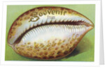 Souvenir From Postcard with Cowrie Seashell by Anonymous