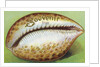 Souvenir From Postcard with Cowrie Seashell by Anonymous