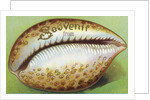 Souvenir From Postcard with Cowrie Seashell by Anonymous