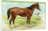 Horse Postcard by Anonymous