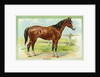 Horse Postcard by Anonymous