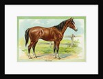 Horse Postcard by Anonymous