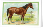 Horse Postcard by Anonymous