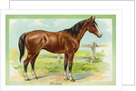 Horse Postcard by Anonymous