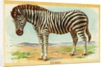 Zebra Postcard by Anonymous