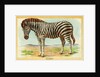 Zebra Postcard by Anonymous