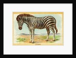 Zebra Postcard by Anonymous