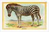 Zebra Postcard by Anonymous