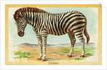 Zebra Postcard by Anonymous