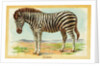 Zebra Postcard by Anonymous