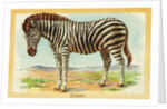 Zebra Postcard by Anonymous
