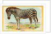 Zebra Postcard by Anonymous