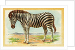 Zebra Postcard by Anonymous