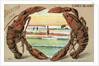 Souvenir from Coney Island Postcard by Anonymous