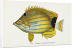 Lauhau, (Chaetodon fremblii) Postcard by Anonymous