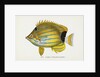 Lauhau, (Chaetodon fremblii) Postcard by Anonymous