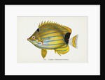 Lauhau, (Chaetodon fremblii) Postcard by Anonymous