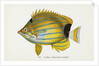 Lauhau, (Chaetodon fremblii) Postcard by Anonymous