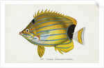 Lauhau, (Chaetodon fremblii) Postcard by Anonymous