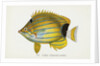 Lauhau, (Chaetodon fremblii) Postcard by Anonymous