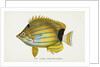 Lauhau, (Chaetodon fremblii) Postcard by Anonymous
