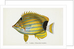 Lauhau, (Chaetodon fremblii) Postcard by Anonymous