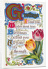 Greetings Postcard with Poem and Tulips by Anonymous