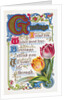 Greetings Postcard with Poem and Tulips by Anonymous