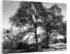 Three Oaks and Boulder by Gordon Osmundson