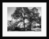 Three Oaks and Boulder by Gordon Osmundson