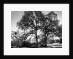 Three Oaks and Boulder by Gordon Osmundson