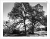 Three Oaks and Boulder by Gordon Osmundson