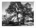Three Oaks and Boulder by Gordon Osmundson