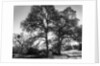 Three Oaks and Boulder by Gordon Osmundson